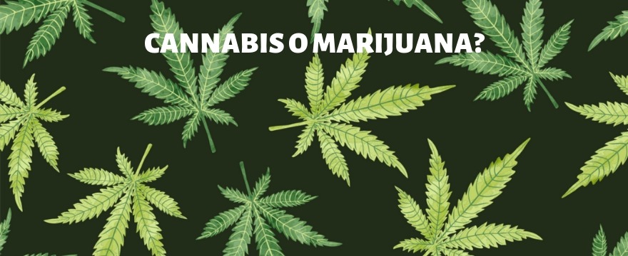 Cannabis o Marijuana? La nascita del termine