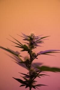 Piantagioni cannabis