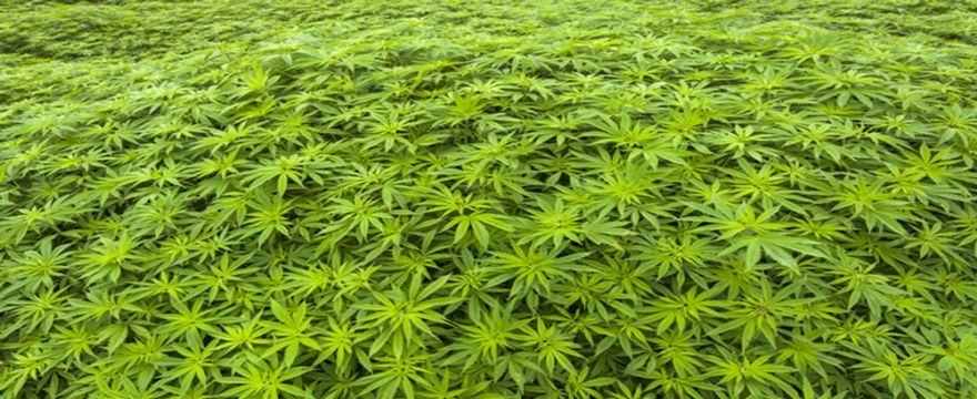 Le piu grandi piantagioni di Cannabis