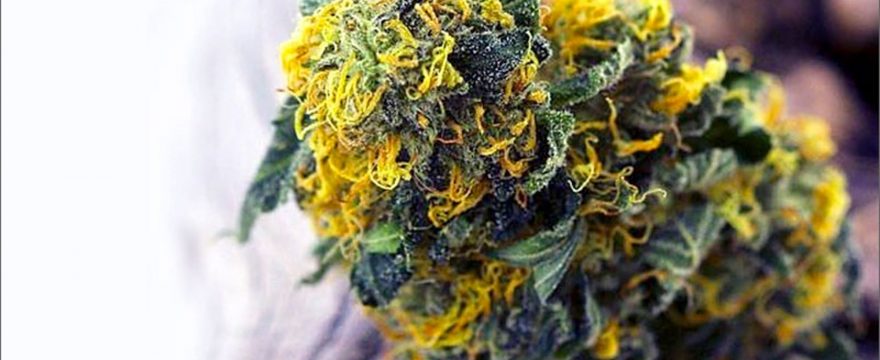 Le 10 migliori varietà di cannabis CBD