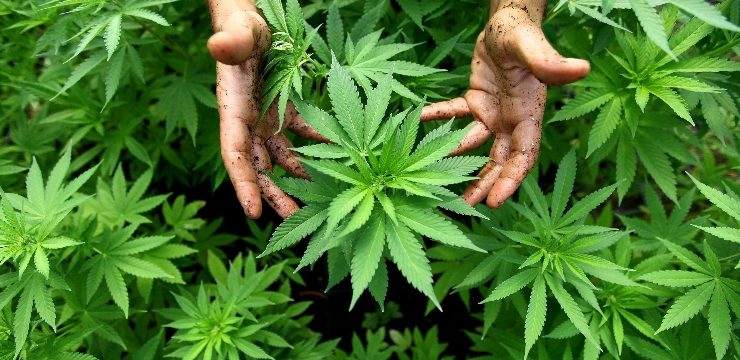 come coltivare una pianta di cannabis