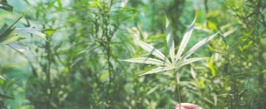 Marijuana: la guida completa sulla pianta proibita