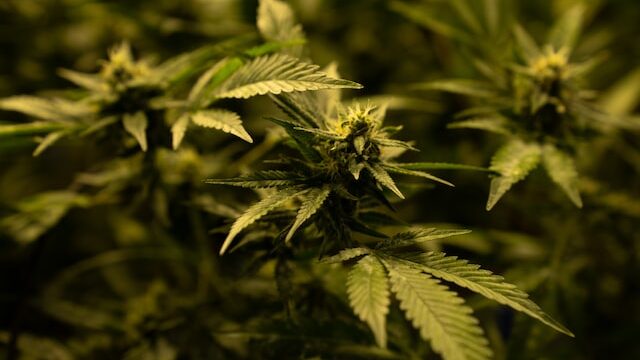 Condannati per possesso di Cannabis