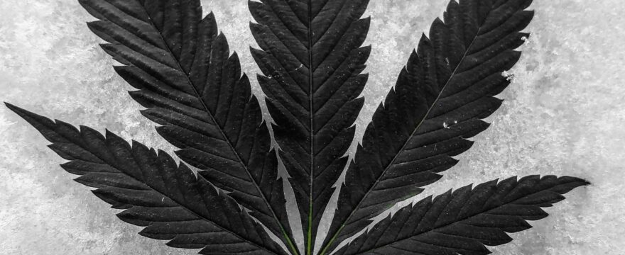 Cannabis Light: Come questa Variante a Basso THC Sta Cambiando il Panorama della Canapa Legale