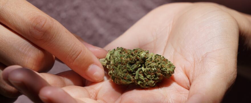 CBD: Vediamo cosa dicono le leggi a riguardo