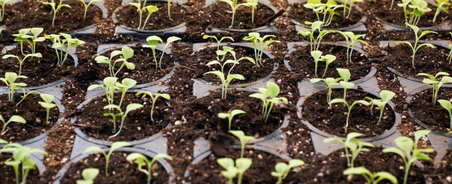 Moonrock Cbd justhemp novità