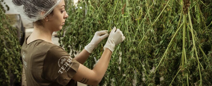 Cannabis teraupetica