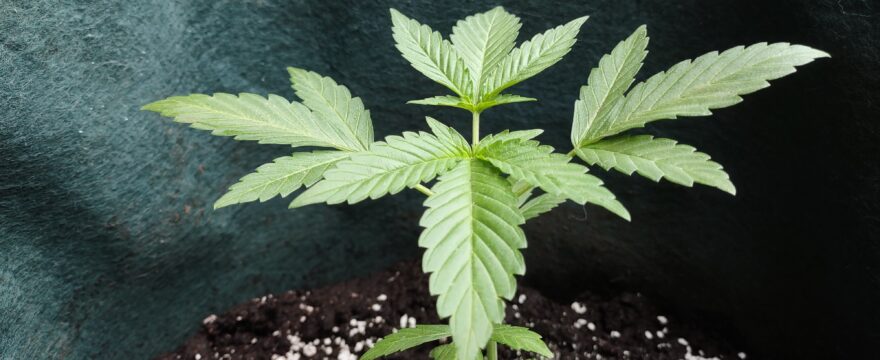 coltivare cannabis per uso ricreativo